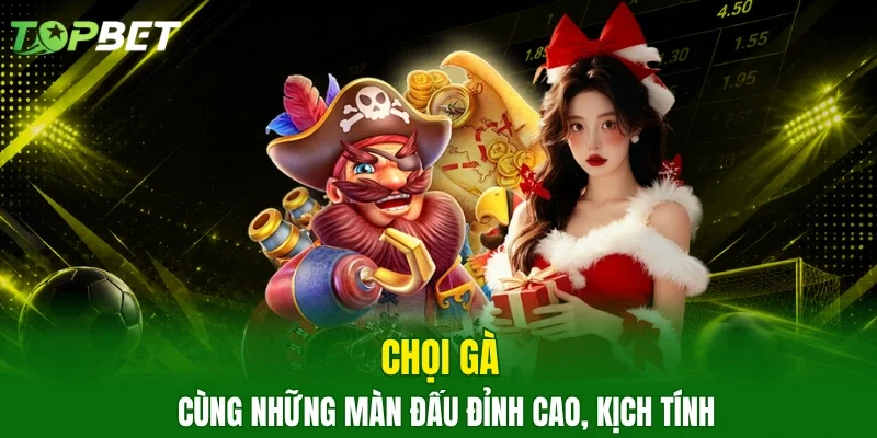 Chọi gà cùng những màn đấu đỉnh cao, kịch tính
